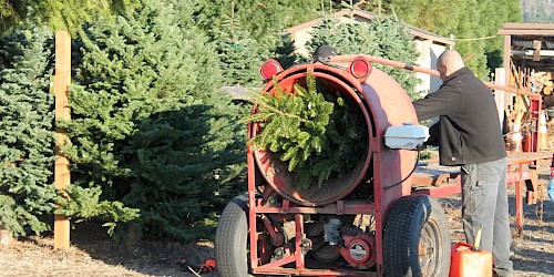 Pederson Christmas Trees
