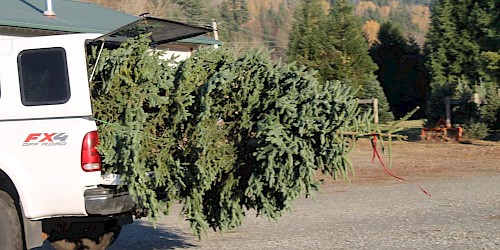 Pederson Christmas Trees