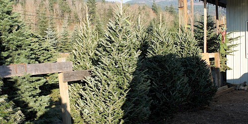 Pederson Christmas Trees